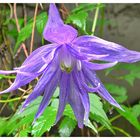 Clematis 