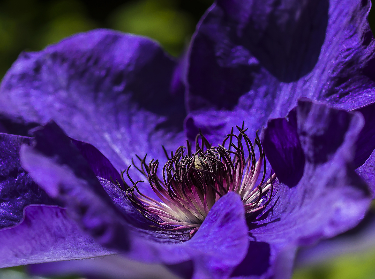 Clematis