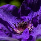 Clematis