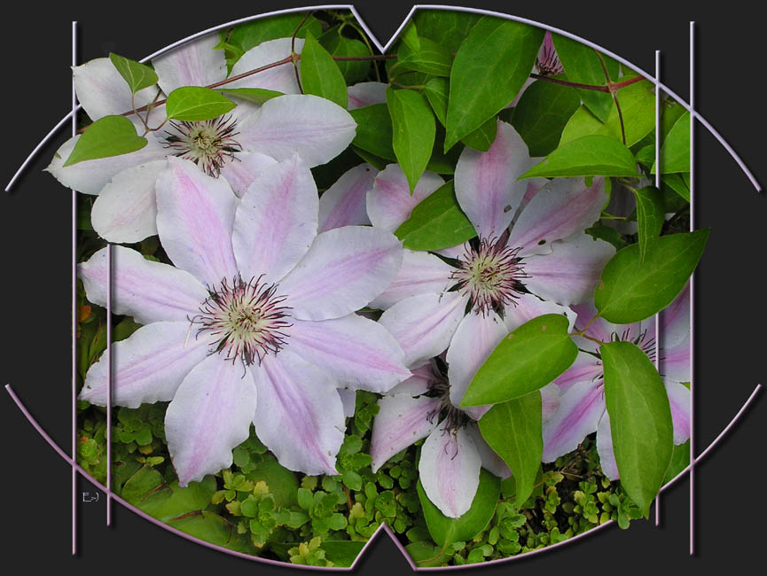 clematis