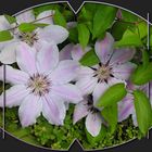 clematis