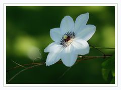 Clematis