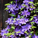 Clematis