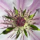 Clematis