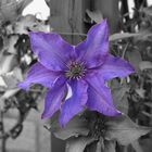 Clematis...