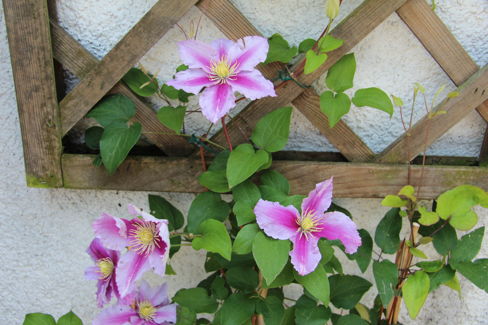 Clematis