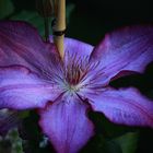 Clematis