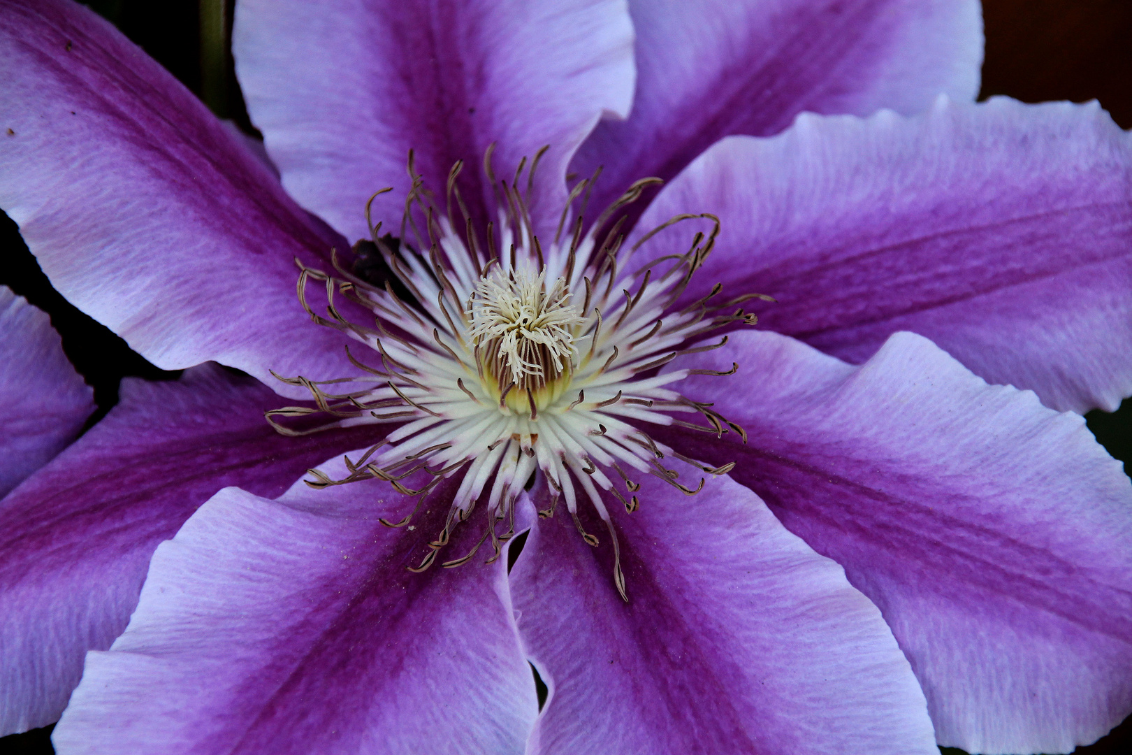 Clematis