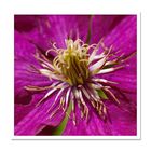 Clematis