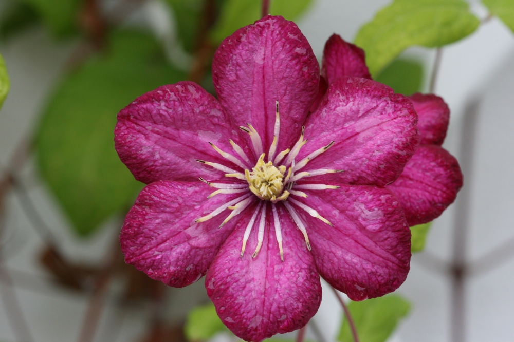 Clematis