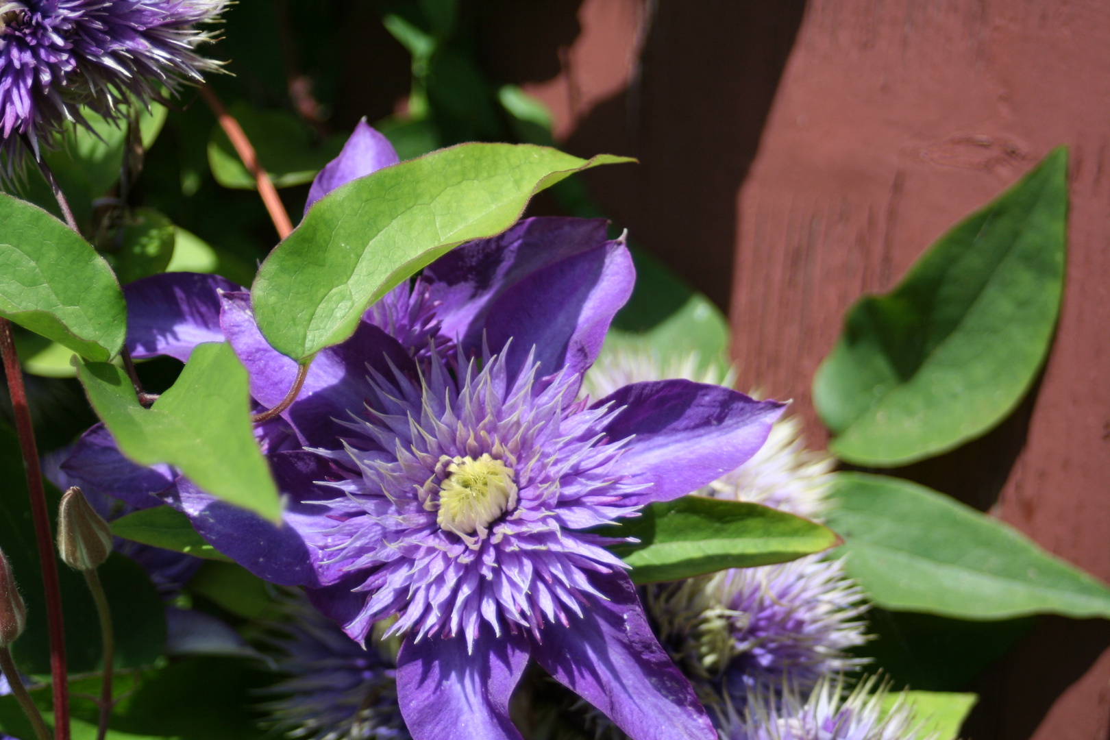 Clematis