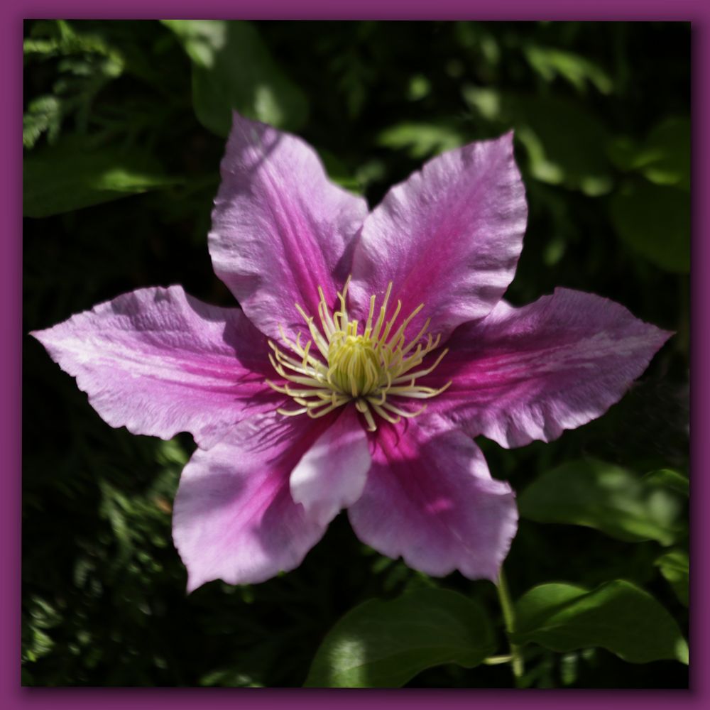 Clematis Foto & Bild natur, pflanzen, blumenbilder Bilder auf