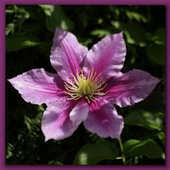 Clematis