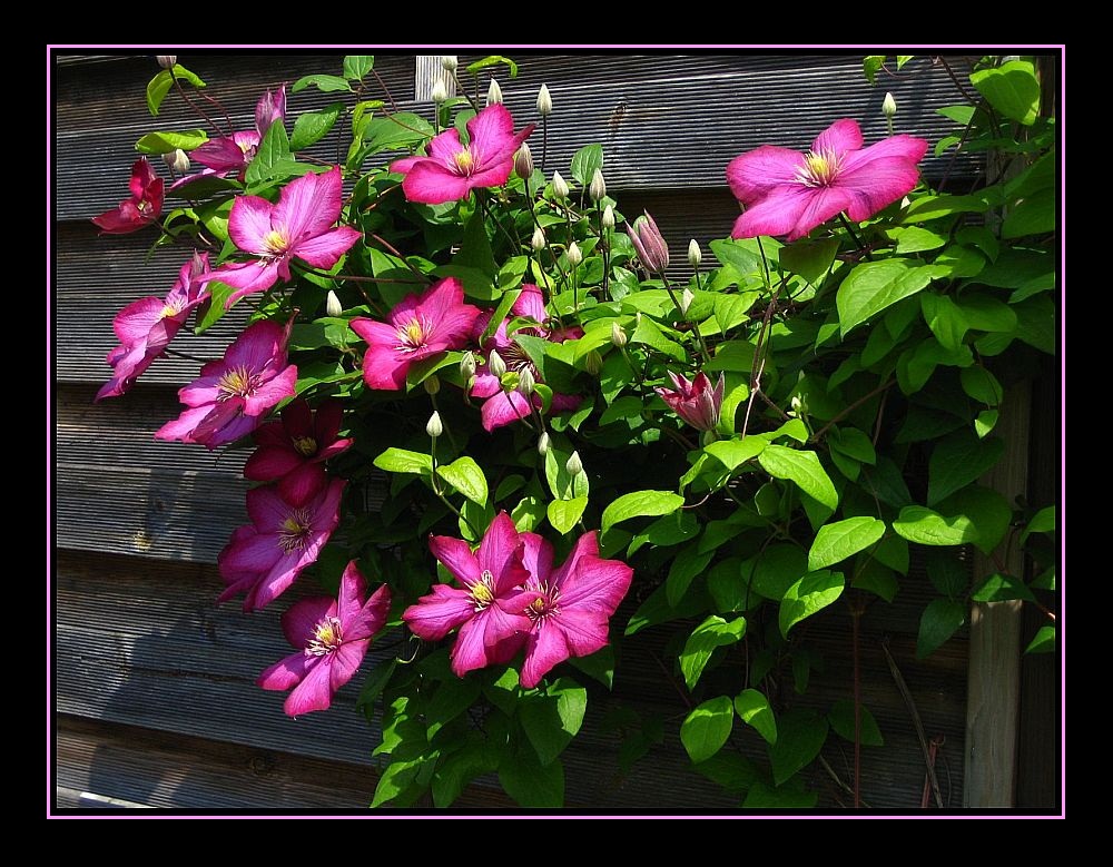 Clematis