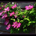 Clematis