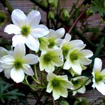 Clematis "Early Sensation" …
