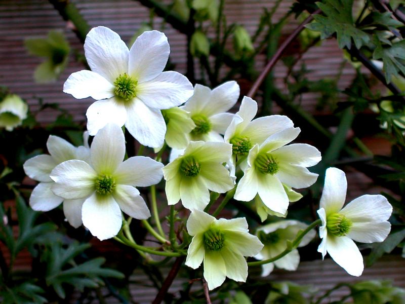 Clematis "Early Sensation" …