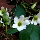 Clematis "Early Sensation" und "Gloire de Dijon" - unsere "Senfrose" in Knospe...