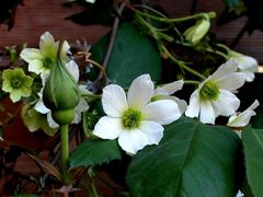 Clematis "Early Sensation" und "Gloire de Dijon" - unsere "Senfrose" in Knospe...