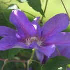 Clematis