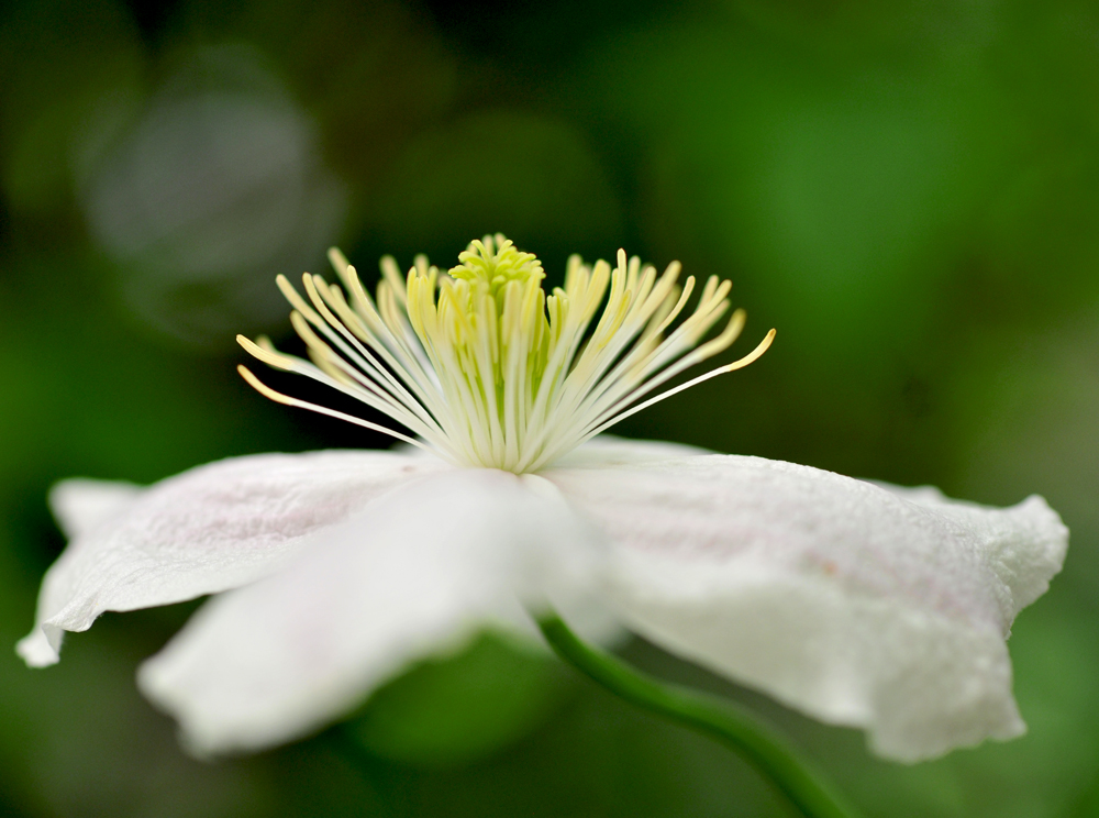 Clematis