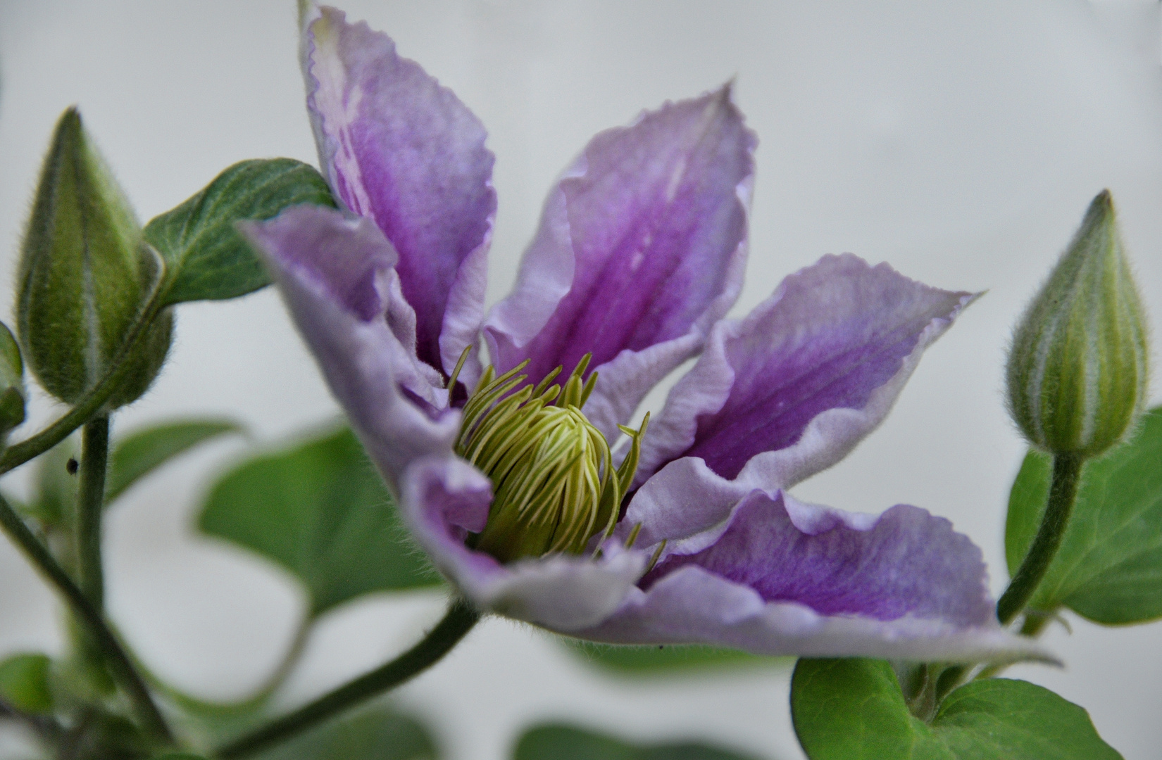 Clematis