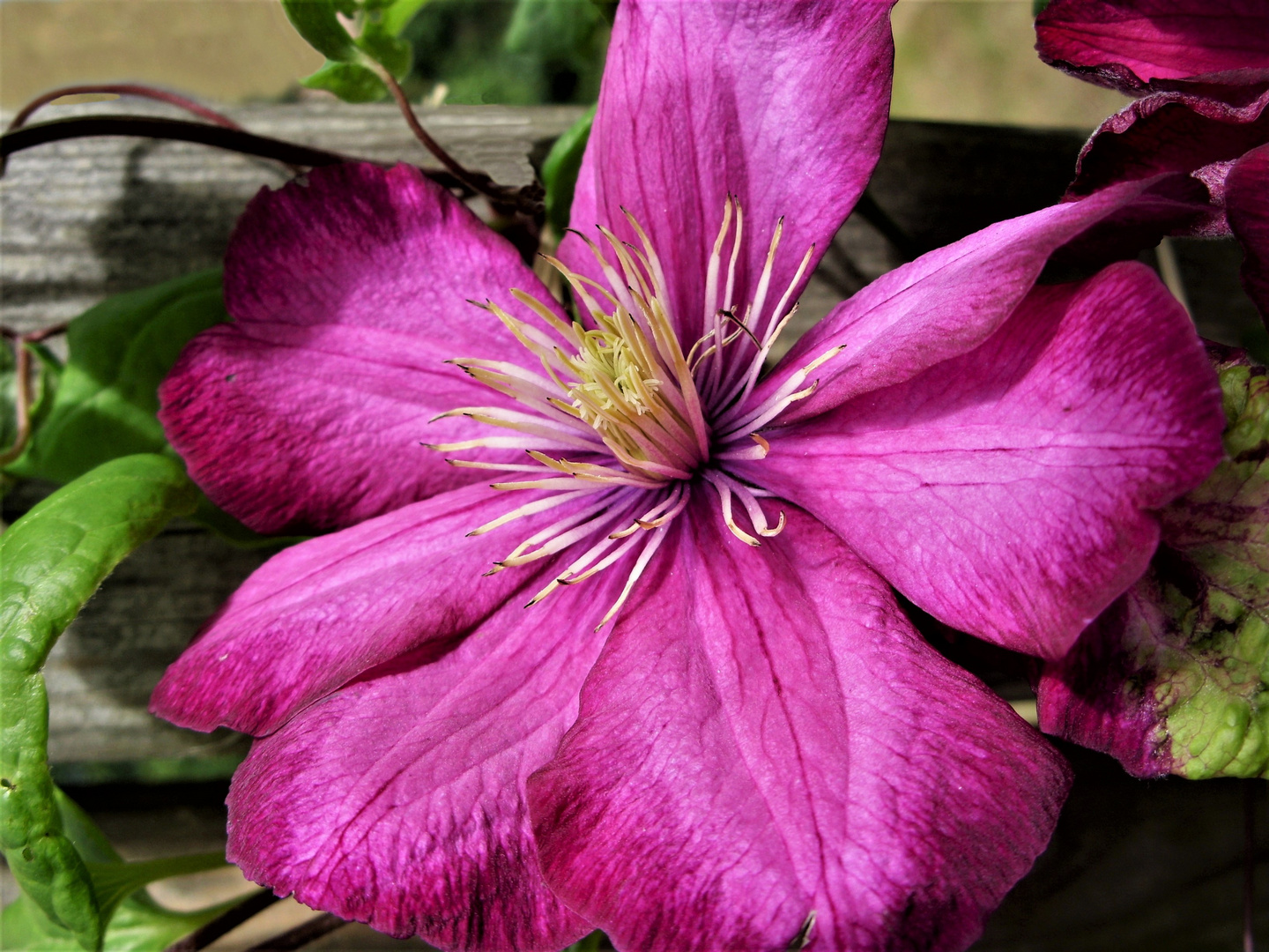 Clematis 