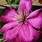 Clematis 