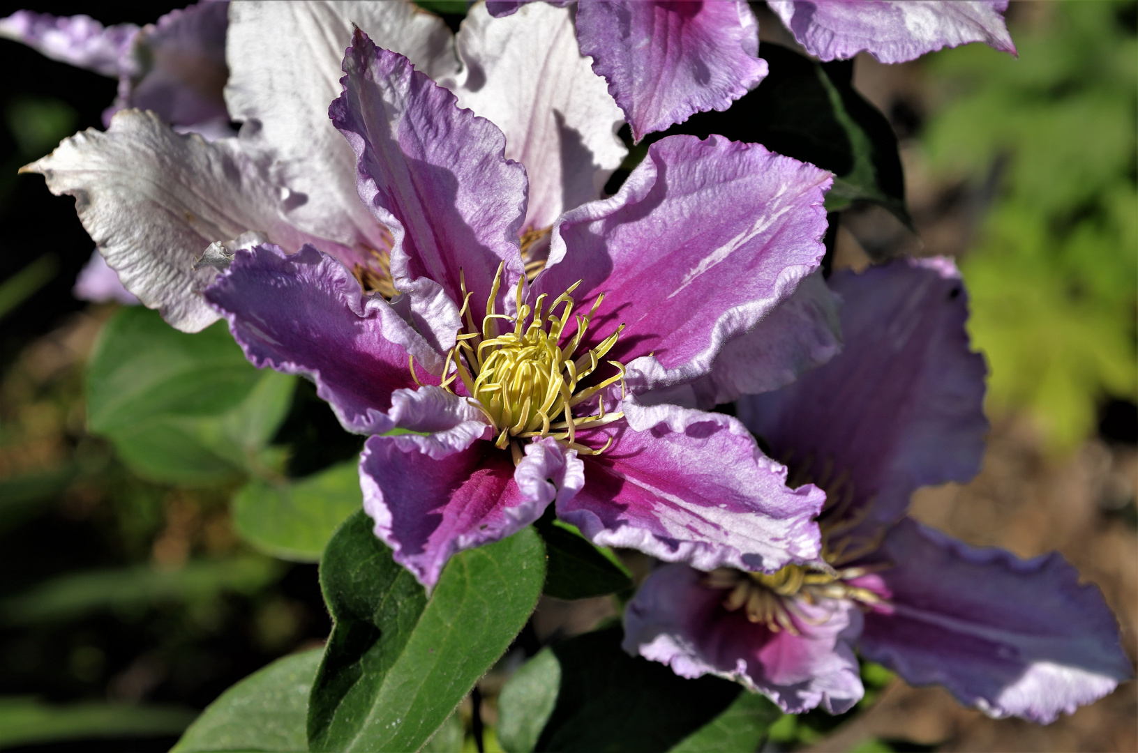 Clematis...