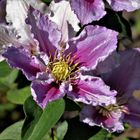 Clematis...