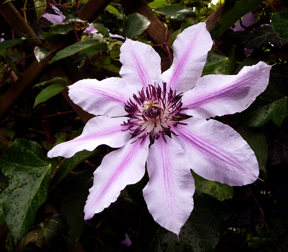 Clematis