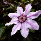 Clematis