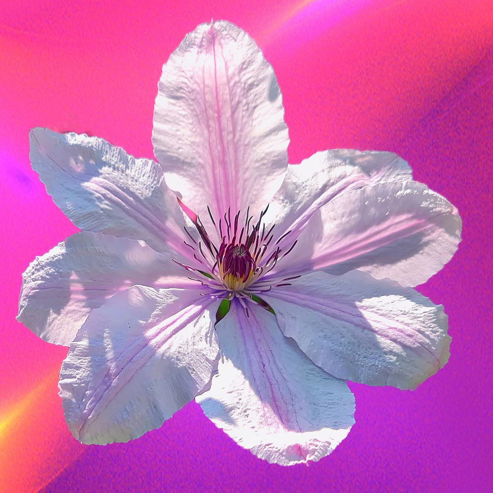 Clematis