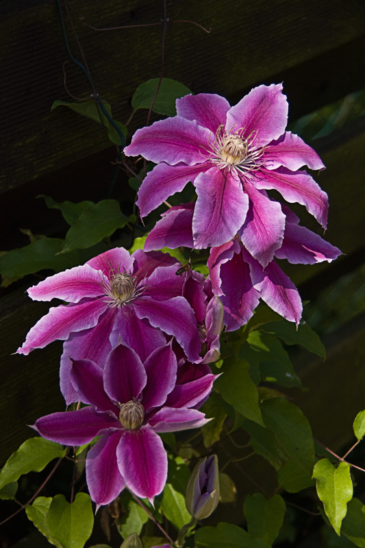 Clematis