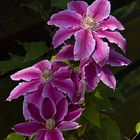 Clematis