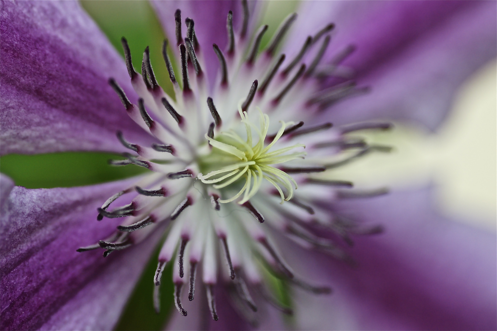Clematis - eine meiner Lieblingsblumen