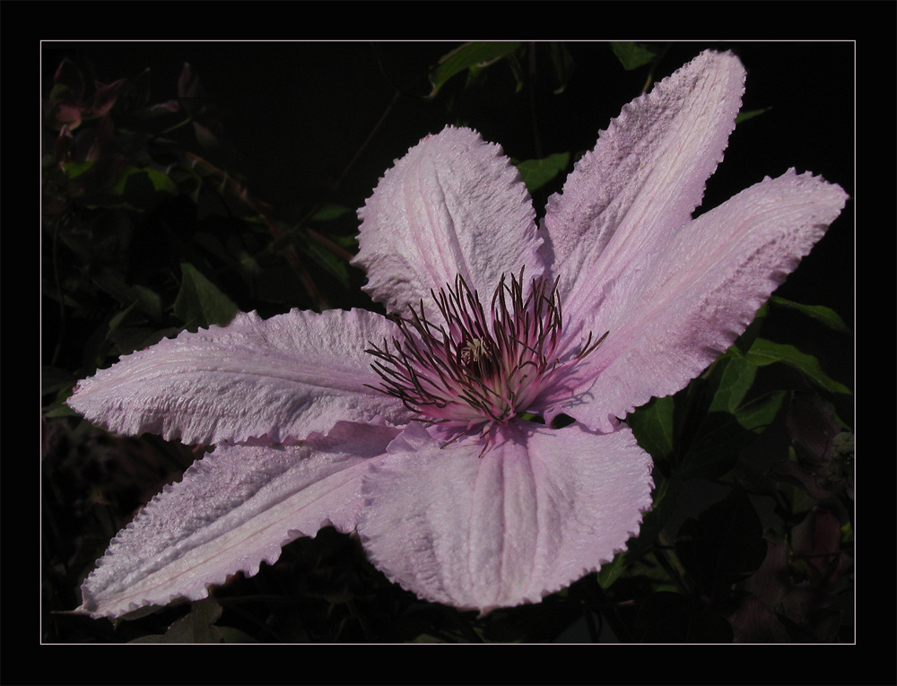 Clematis: eine, meiner Lieblingsblumen