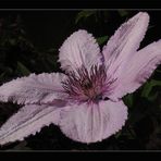 Clematis: eine, meiner Lieblingsblumen