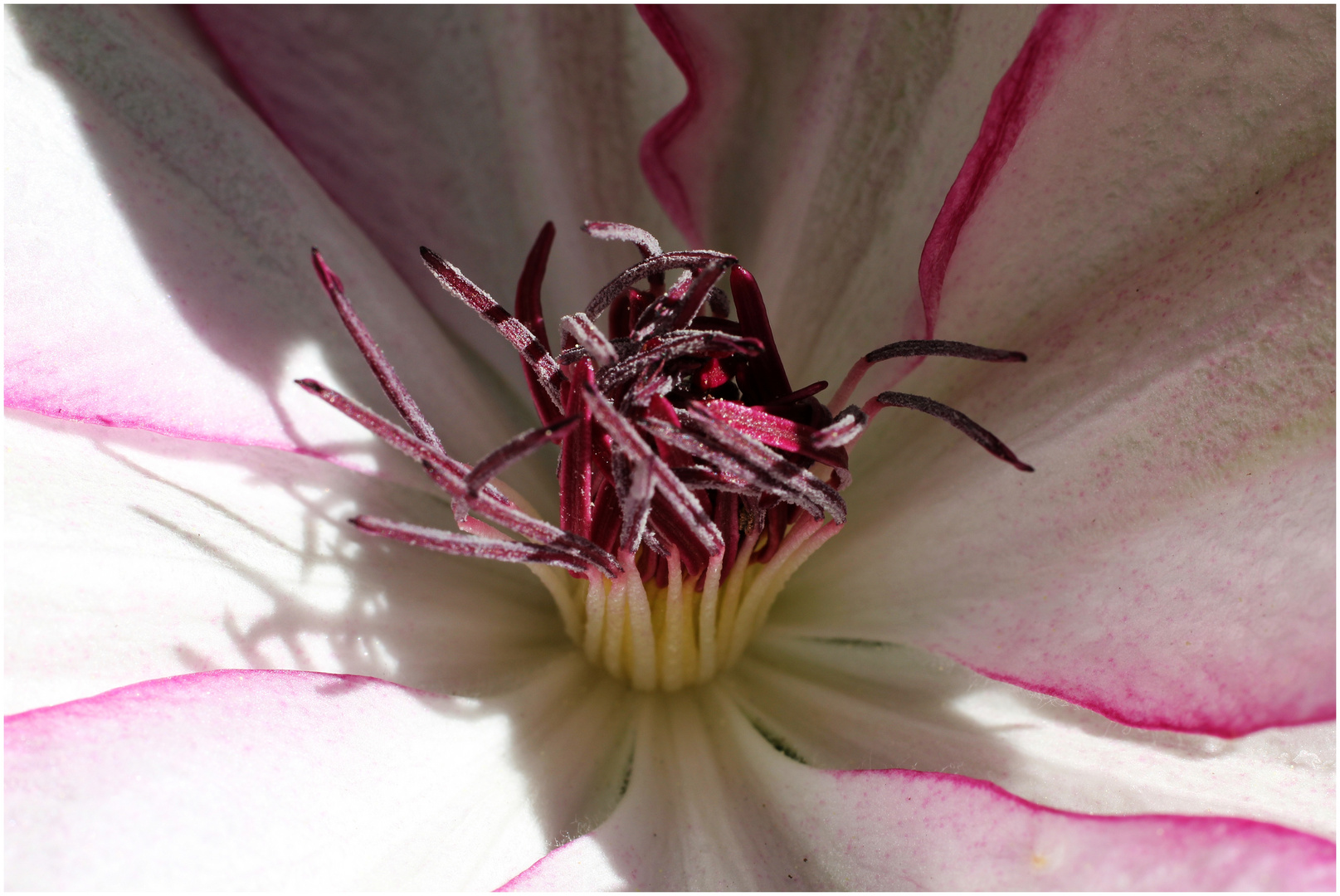 Clematis- eine Schönheit