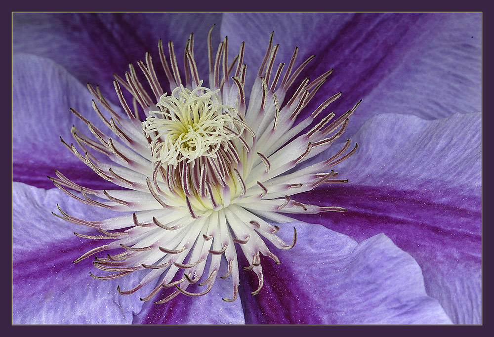 Clematis en detail