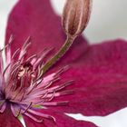 clematis "Etoile de Malicorne"