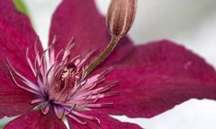 clematis "Etoile de Malicorne"