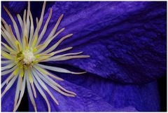 Clematis Etoile Violette