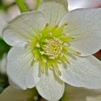 Clematis Evergreen Blüte