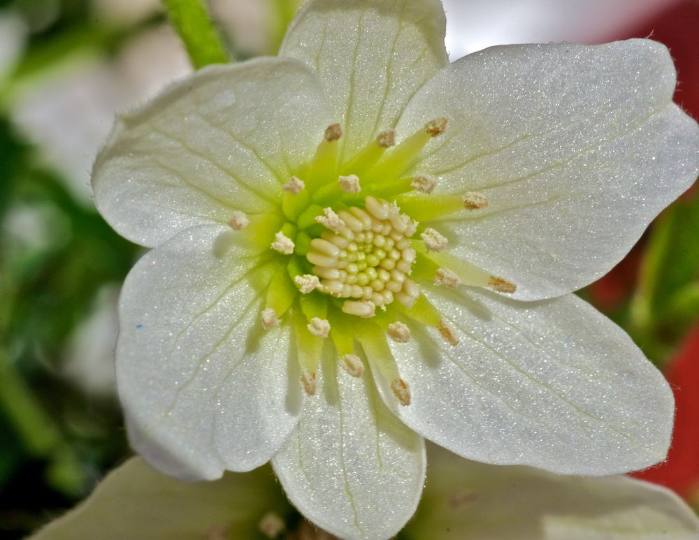 Clematis Evergreen Blüte