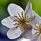 Clematis Evergreen Blüte 2