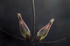 Clematis