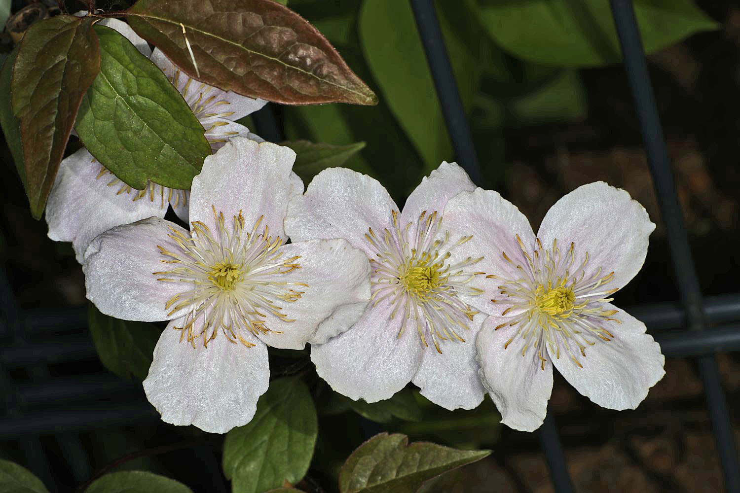 Clematis