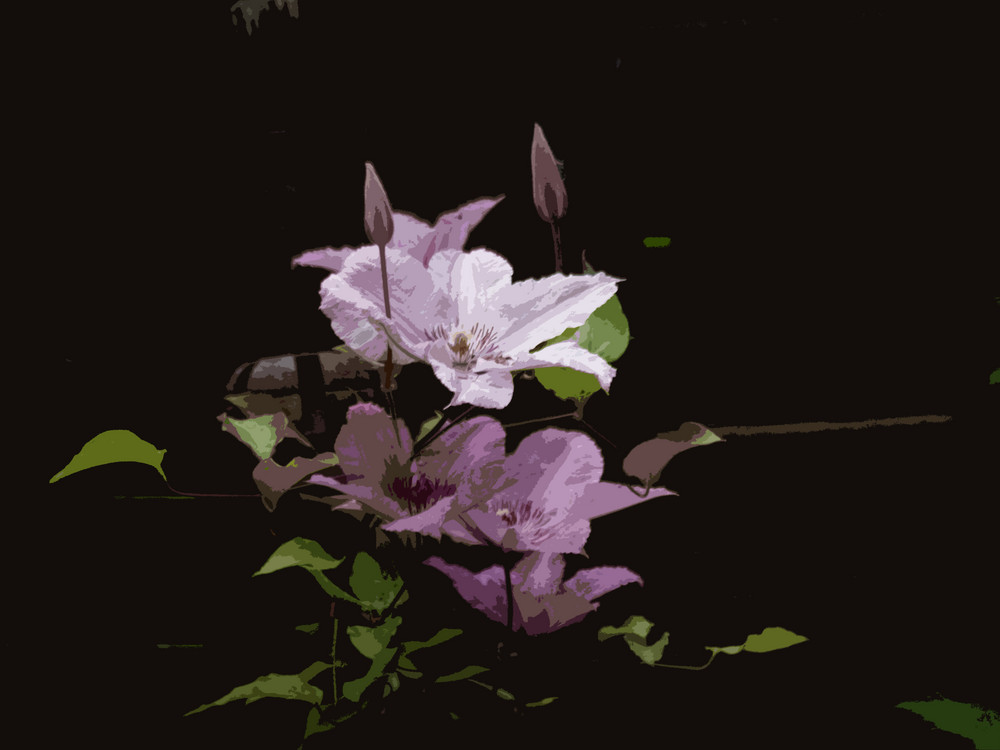 Clematis