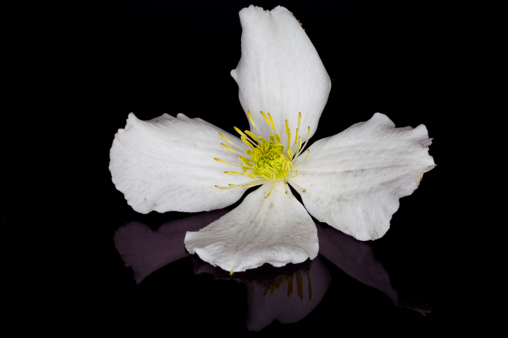 *** Clematis ***